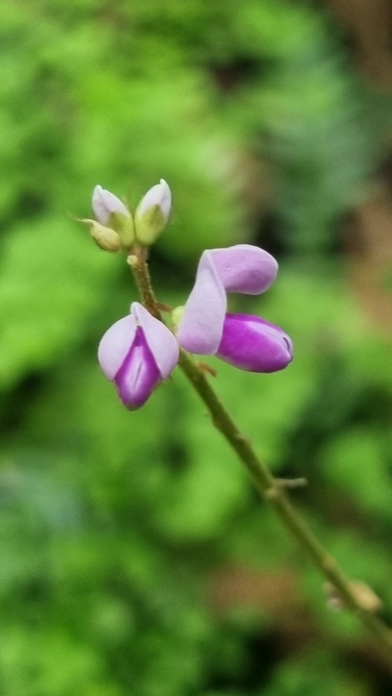 Grona nemorosa photo 2