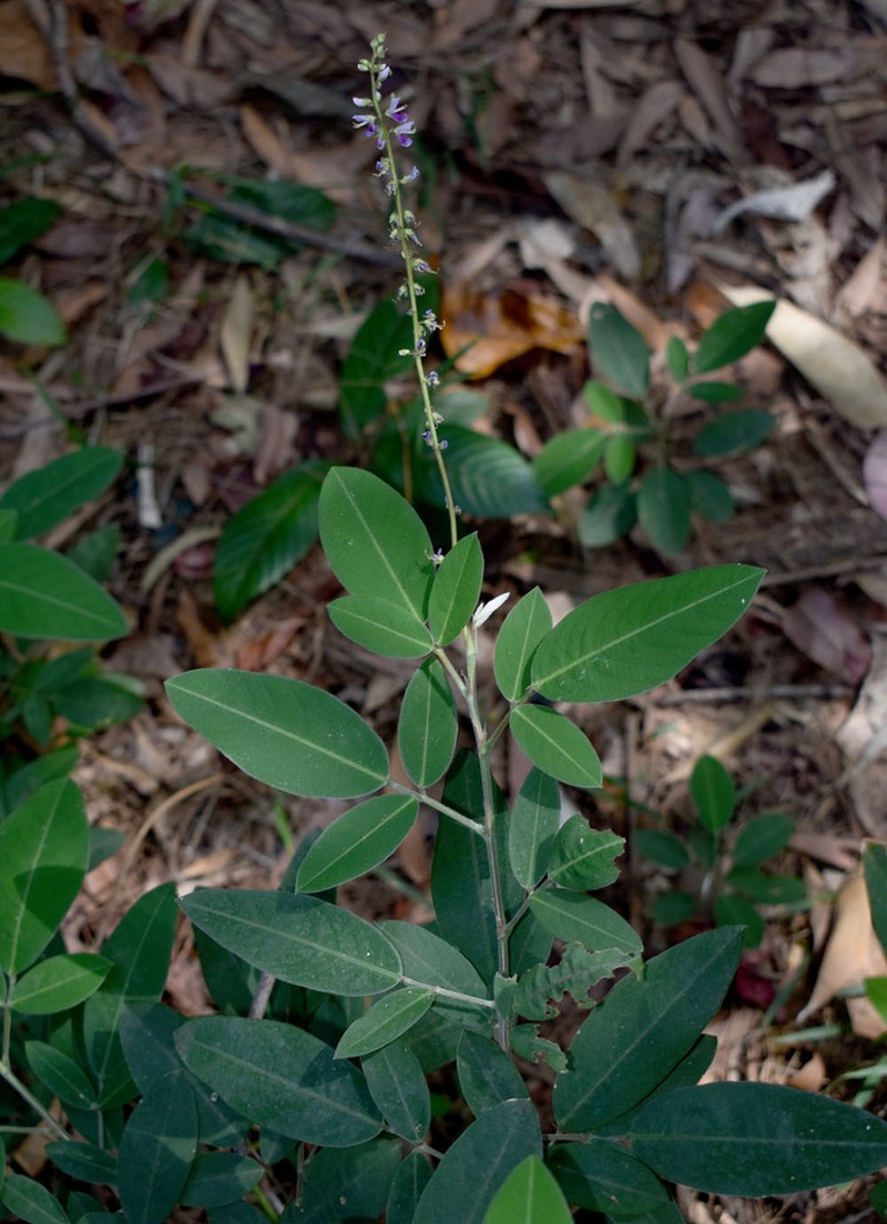 Grona nemorosa photo 3