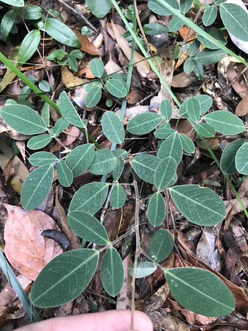Grona nemorosa photo 4