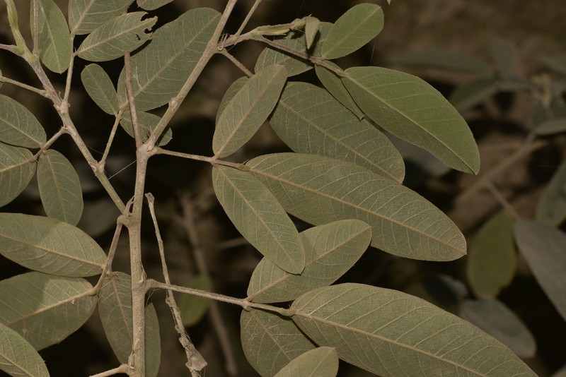Grona nemorosa photo 5