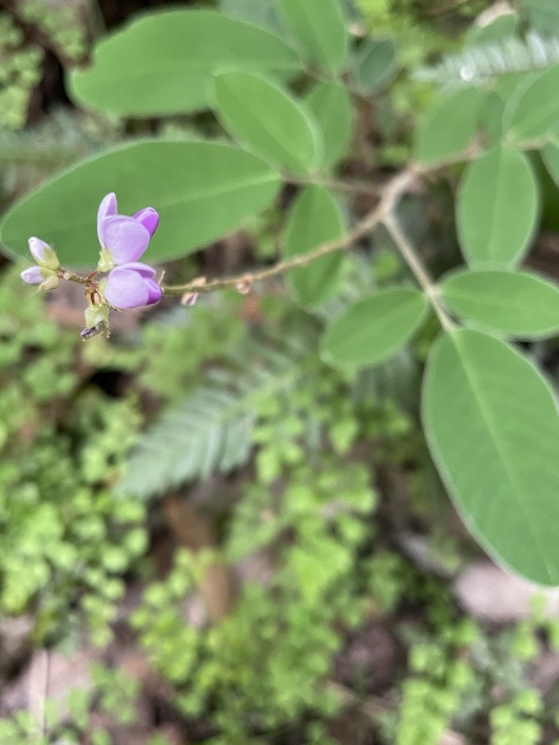 Grona nemorosa photo 6