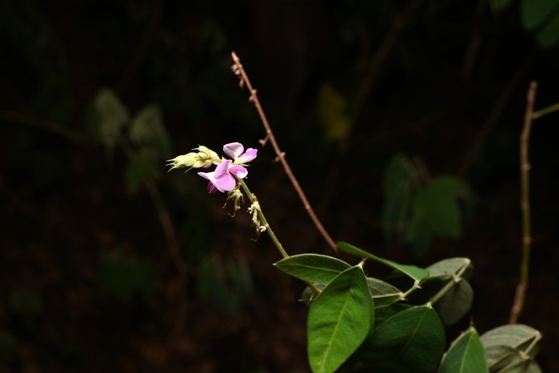 Grona nemorosa photo 7