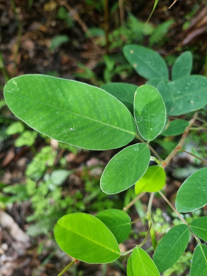 Grona nemorosa photo 8
