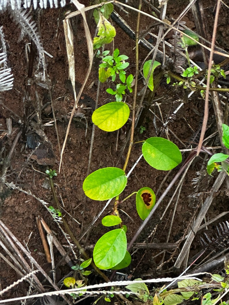 Grona ovalifolia