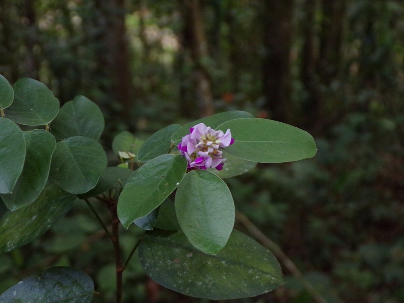 Grona ovalifolia photo 2