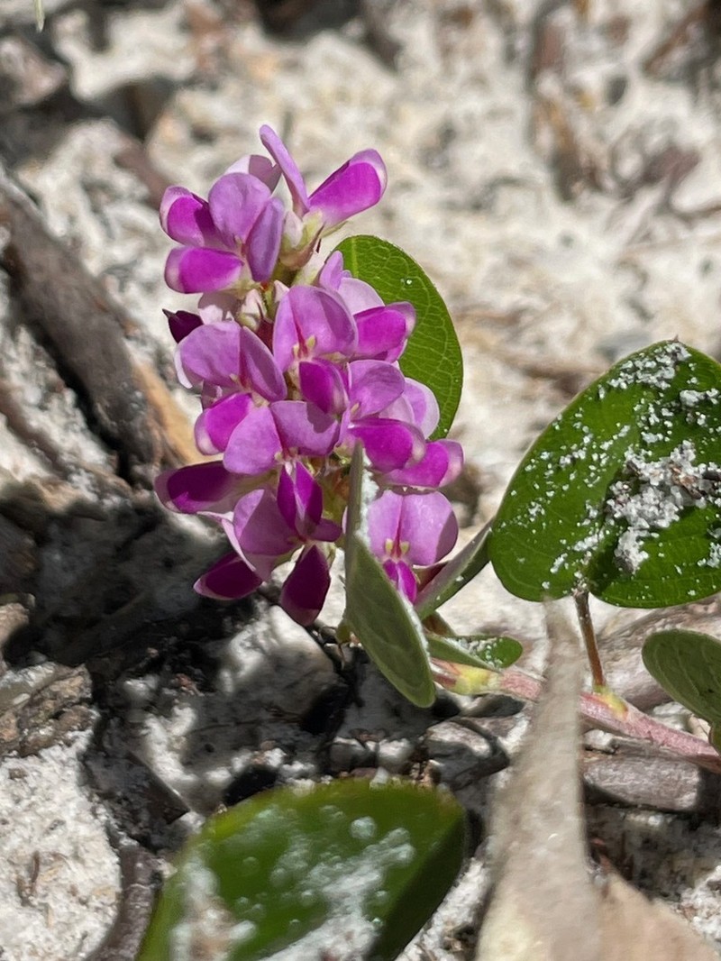 Grona ovalifolia photo 3