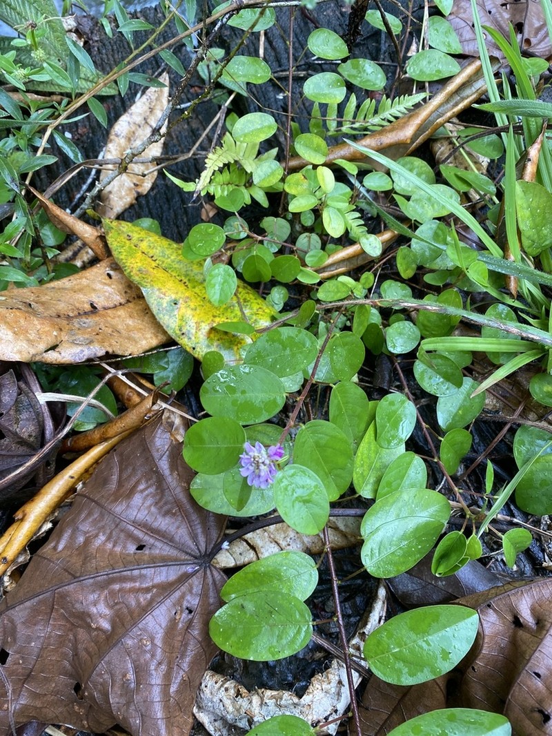 Grona ovalifolia photo 4