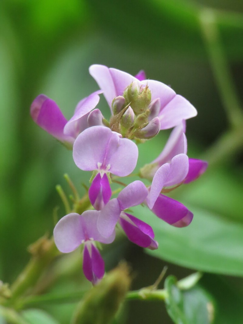 Grona ovalifolia photo 5