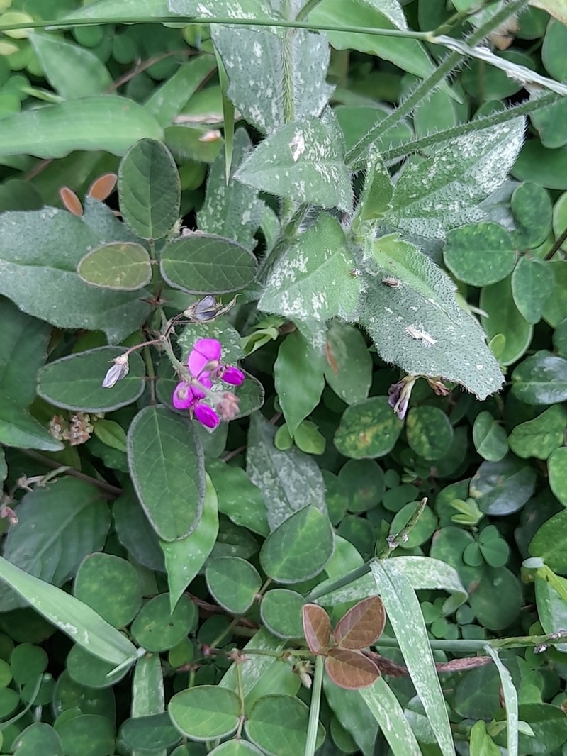 Grona ovalifolia photo 6