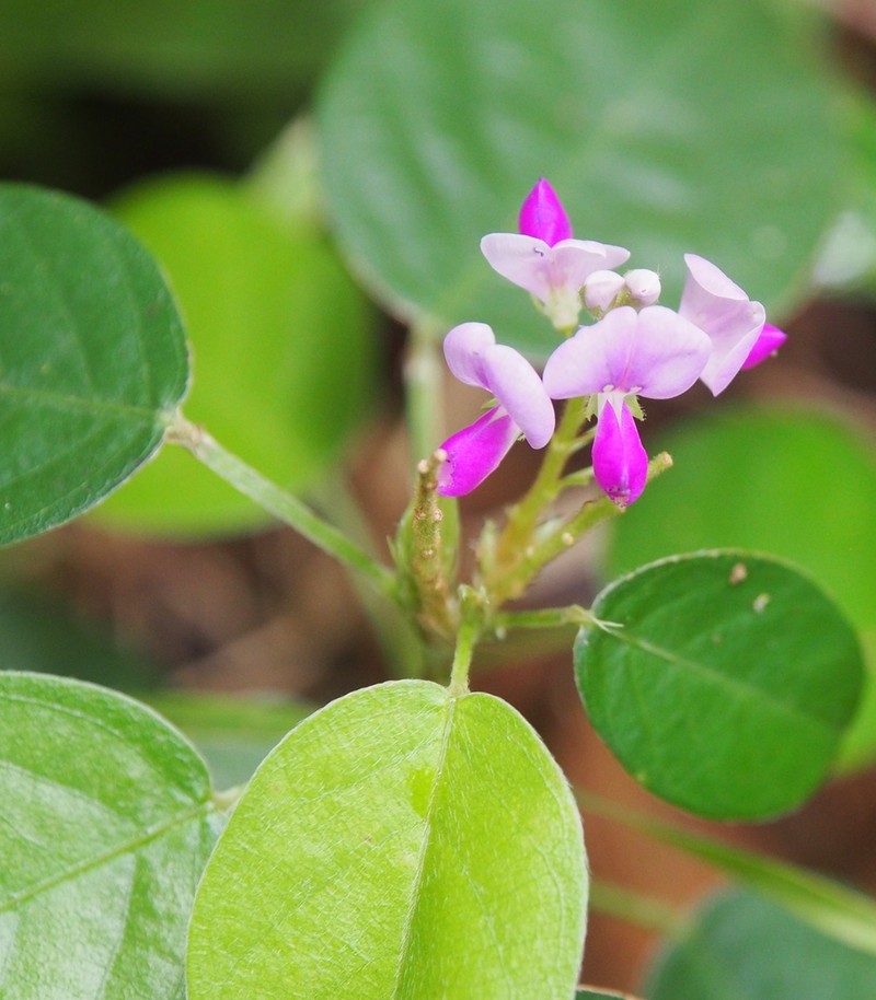 Grona ovalifolia photo 7