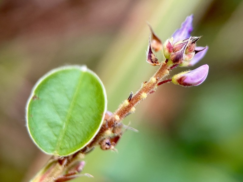 Grona ovalifolia photo 8