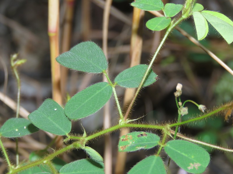 Grona pycnotricha photo 2