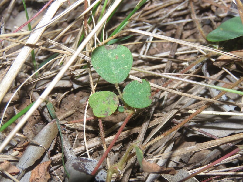 Grona pycnotricha photo 3