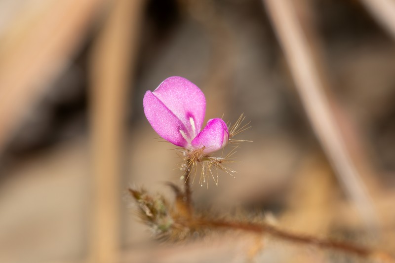 Grona pycnotricha photo 4