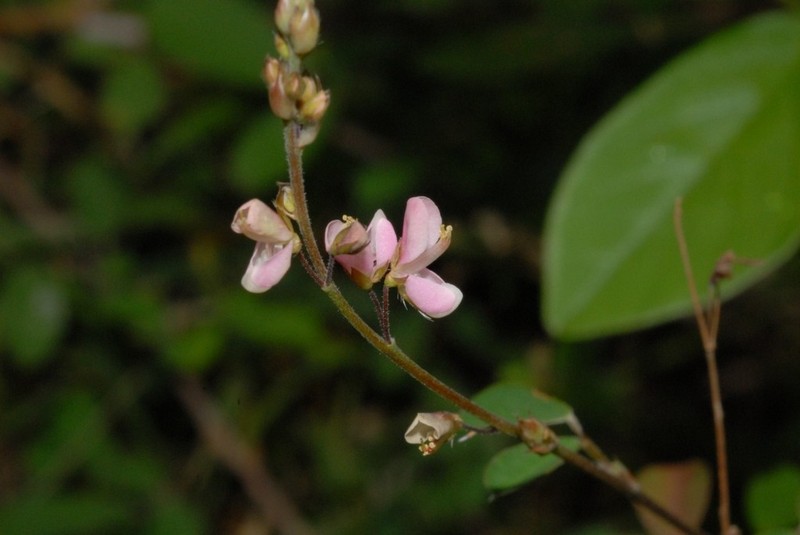 Grona ramosissima