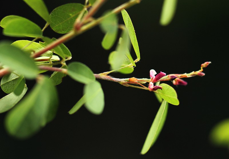 Grona ramosissima photo 2