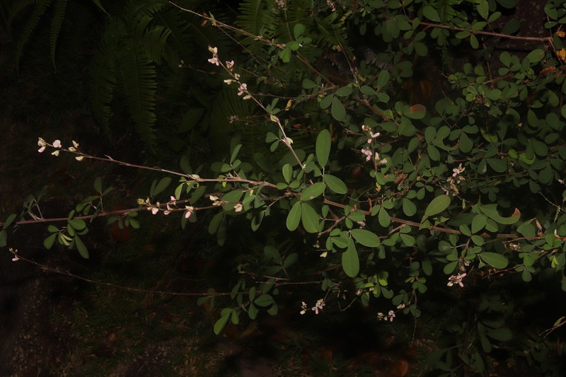 Grona ramosissima photo 3