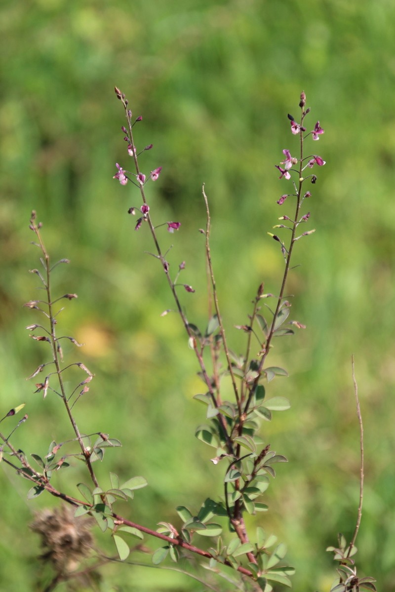 Grona ramosissima photo 5