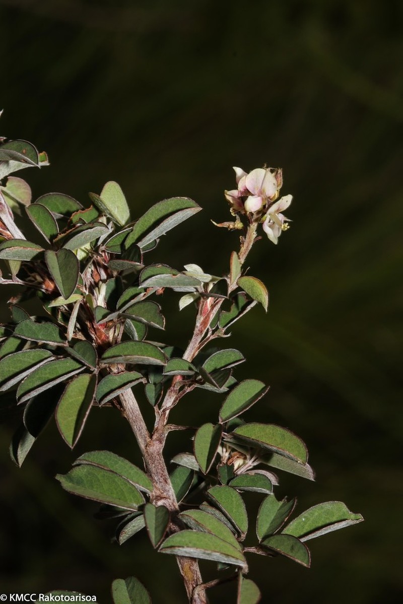 Grona ramosissima photo 6
