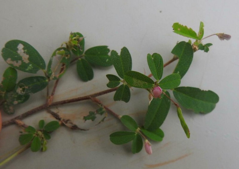 Grona ramosissima photo 7