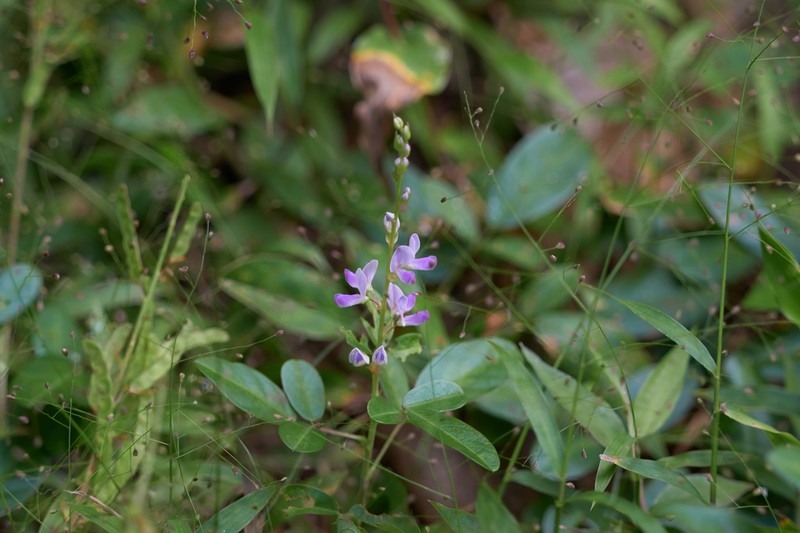 Grona reticulata