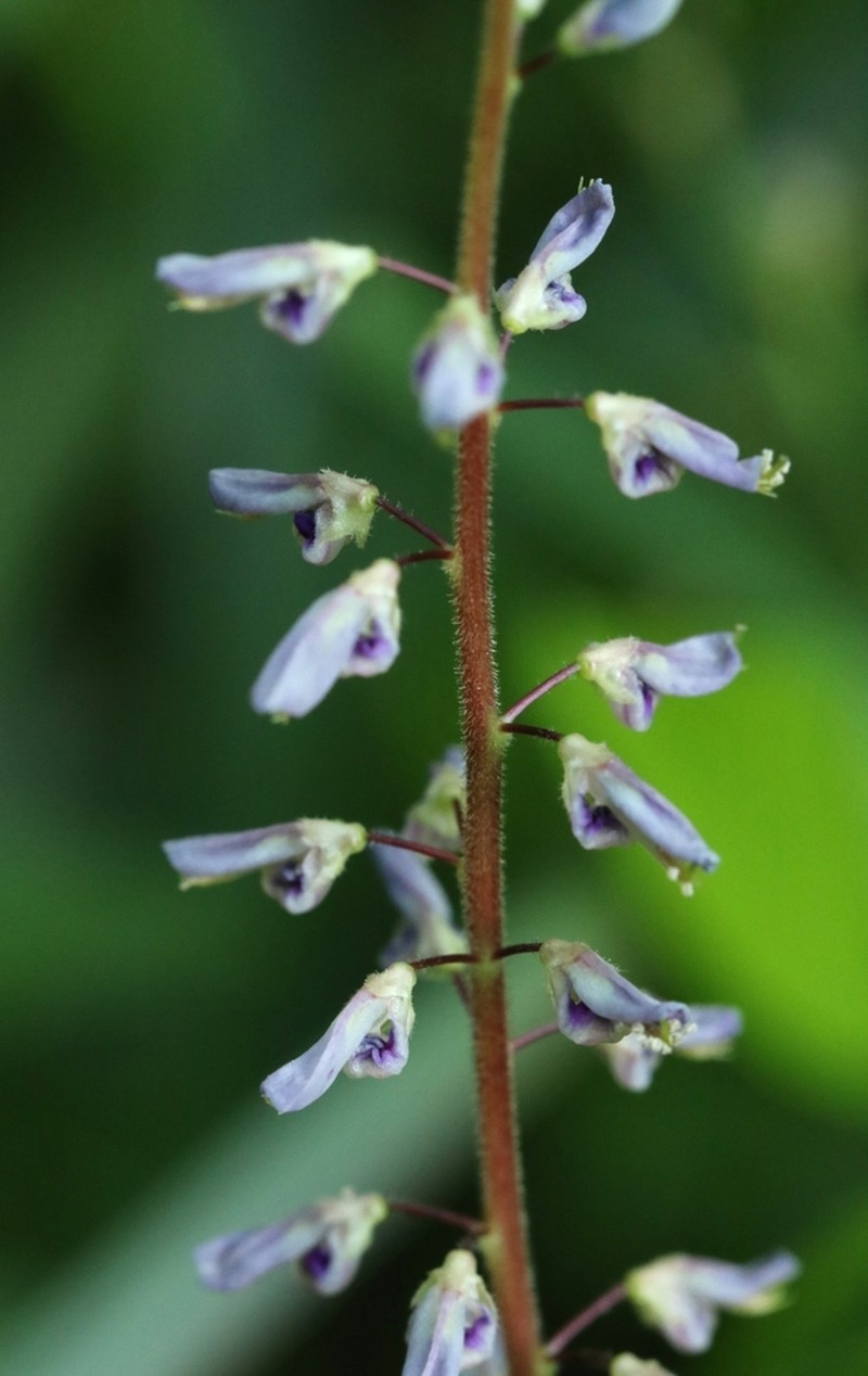Grona reticulata photo 2