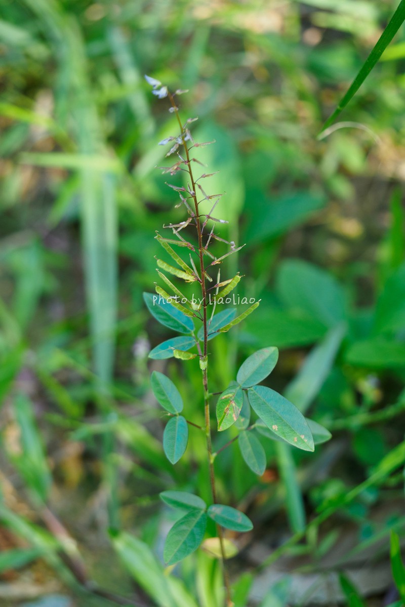 Grona reticulata photo 3