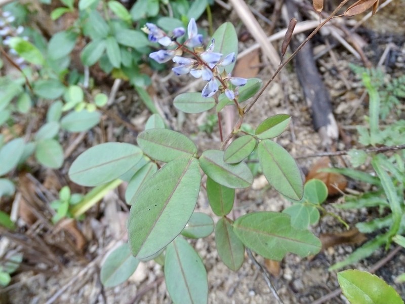 Grona reticulata photo 4