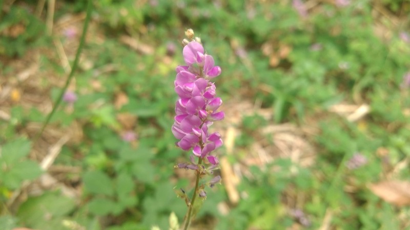 Grona reticulata photo 5