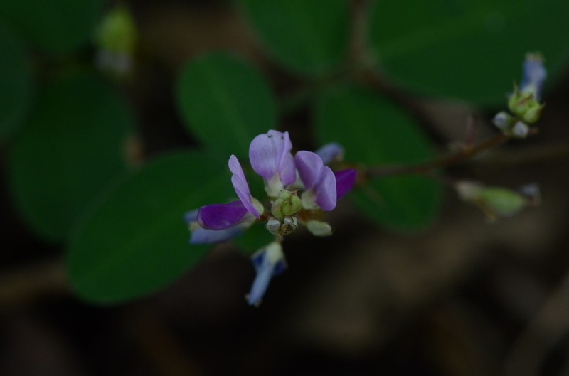 Grona reticulata photo 6