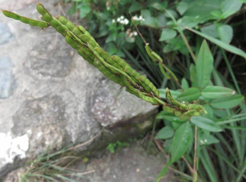 Grona reticulata photo 7