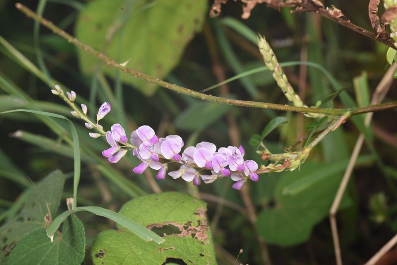 Grona reticulata photo 8