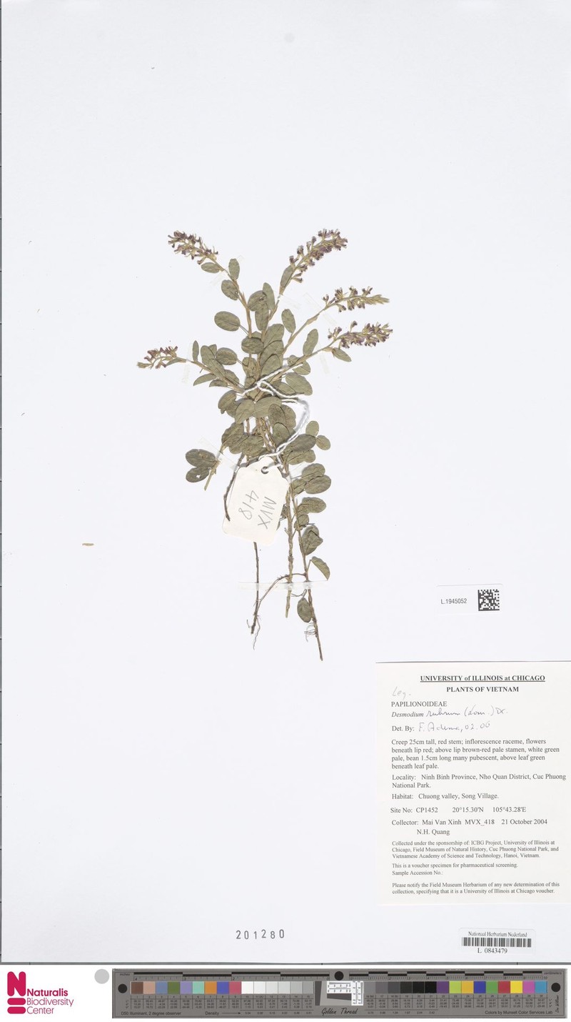 Grona rubra photo 2