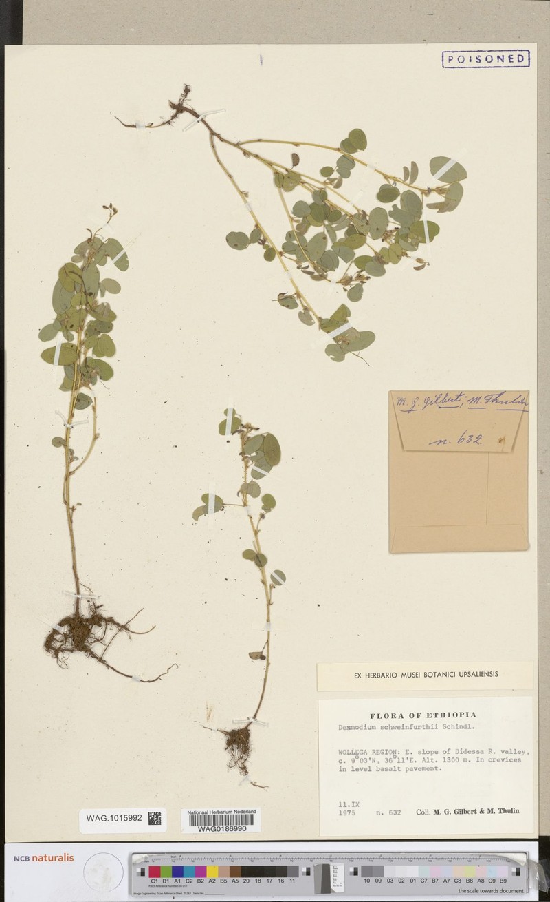 Grona schweinfurthii