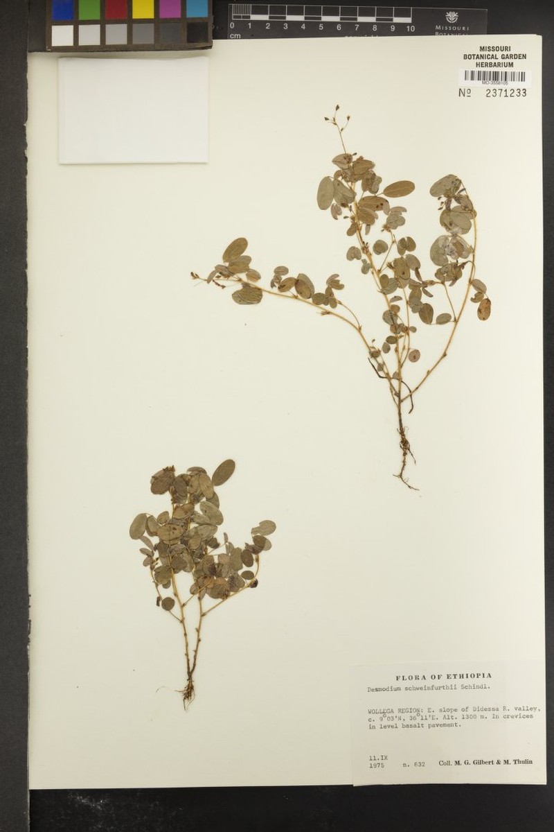 Grona schweinfurthii photo 2