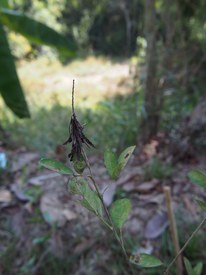 Grona strigillosa