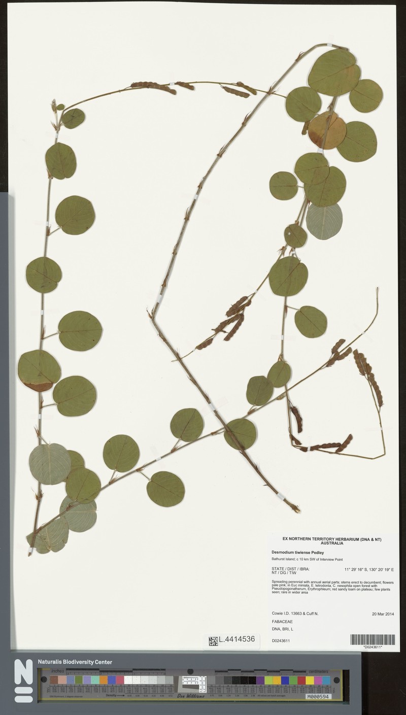 Grona tiwiensis