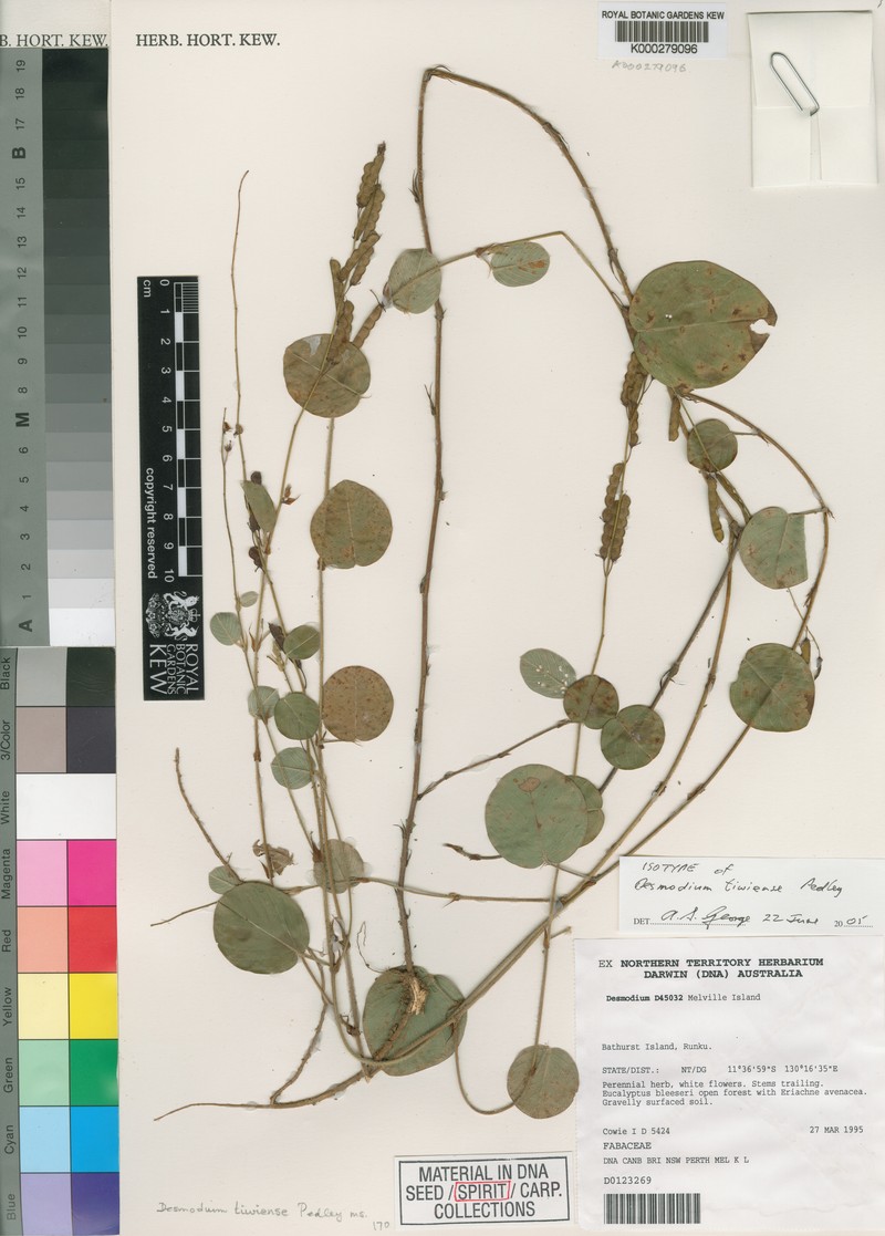 Grona tiwiensis photo 2