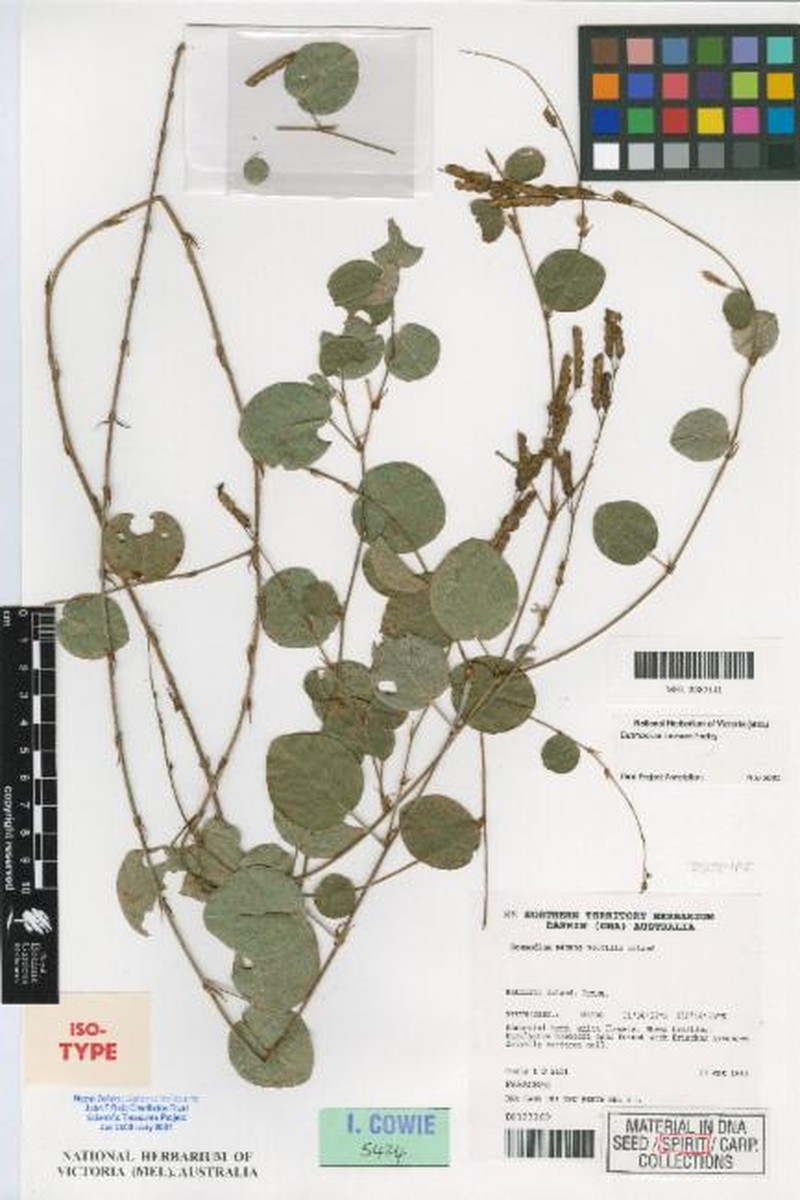 Grona tiwiensis photo 3