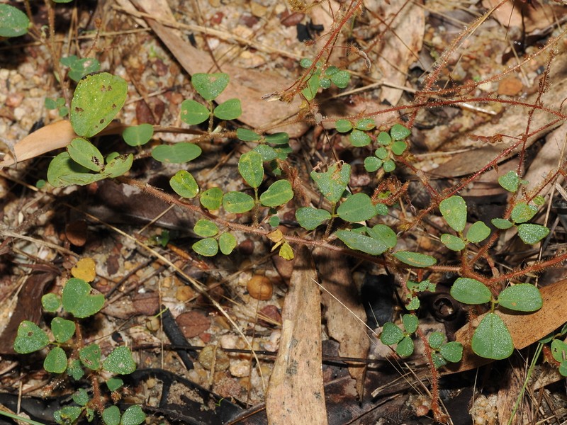Grona trichostachya