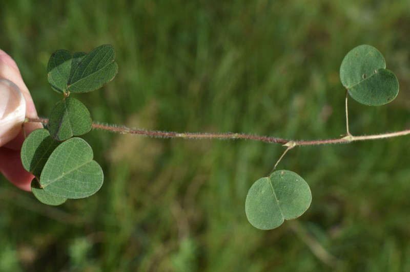 Grona trichostachya photo 4
