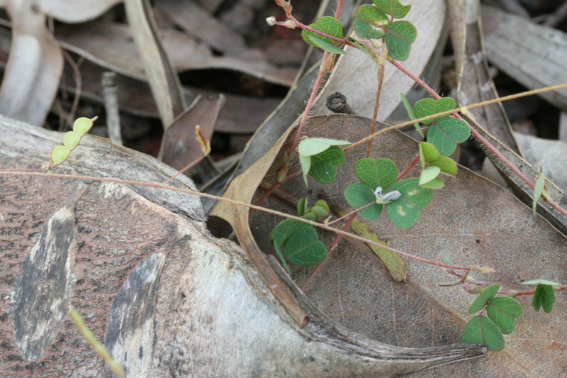 Grona trichostachya photo 6