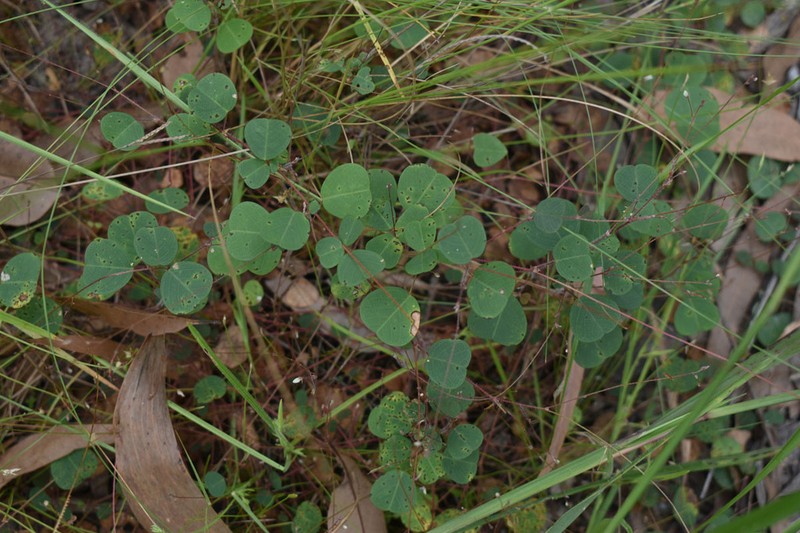 Grona trichostachya photo 7