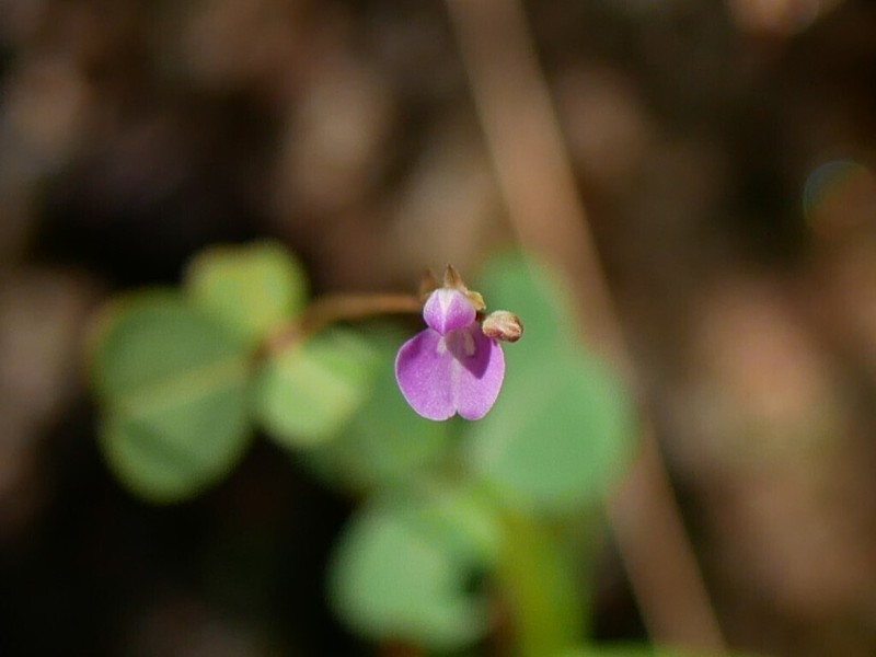 Grona trichostachya photo 8