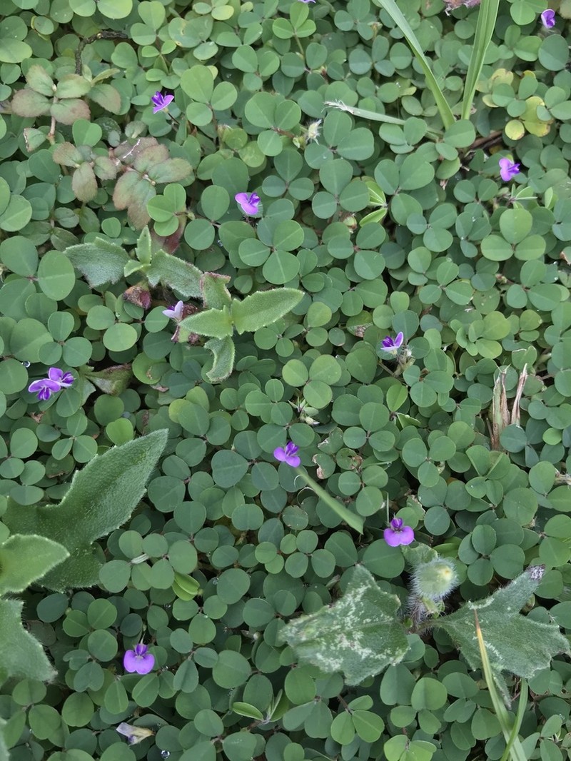 Threeflower Ticktrefoil