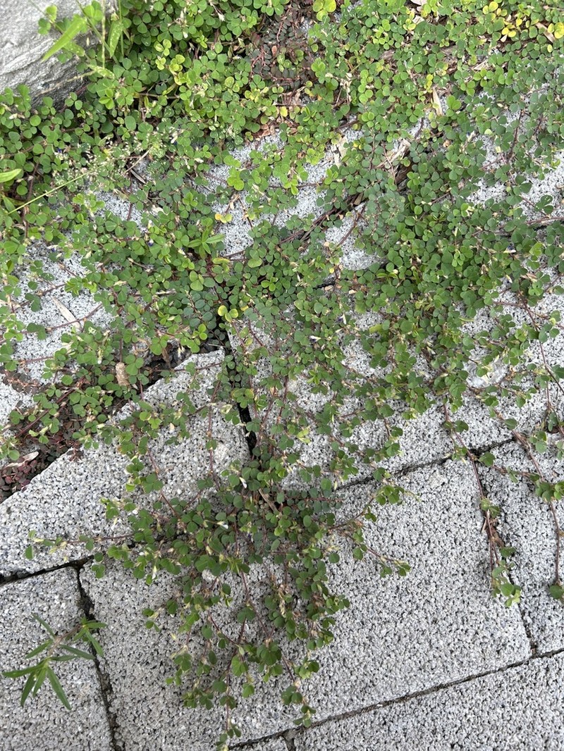 Threeflower Ticktrefoil photo 2
