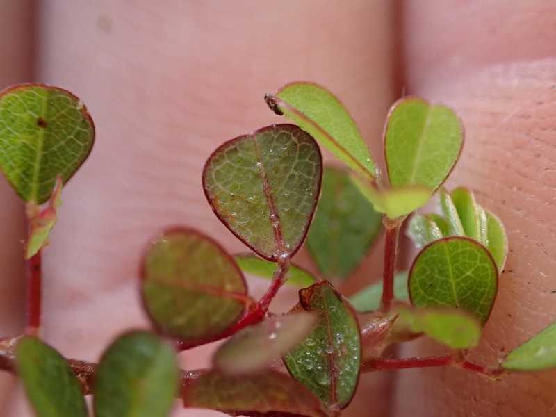 Threeflower Ticktrefoil photo 3