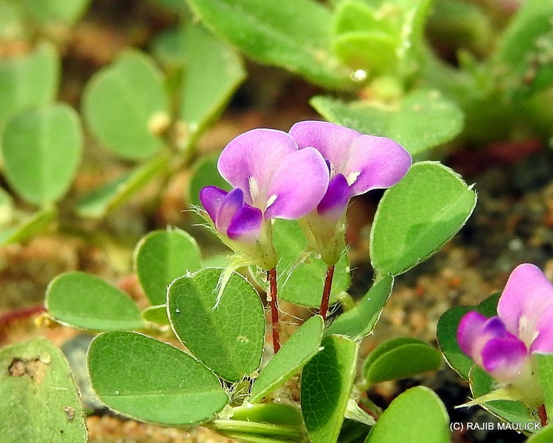Threeflower Ticktrefoil photo 4