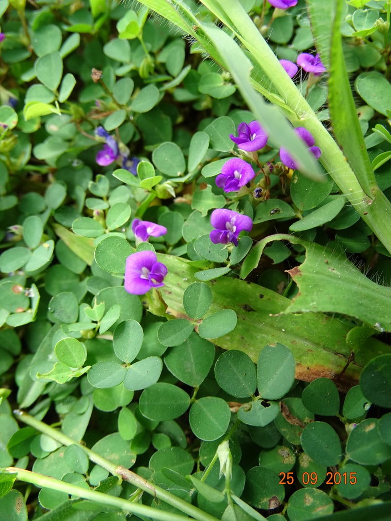 Threeflower Ticktrefoil photo 5