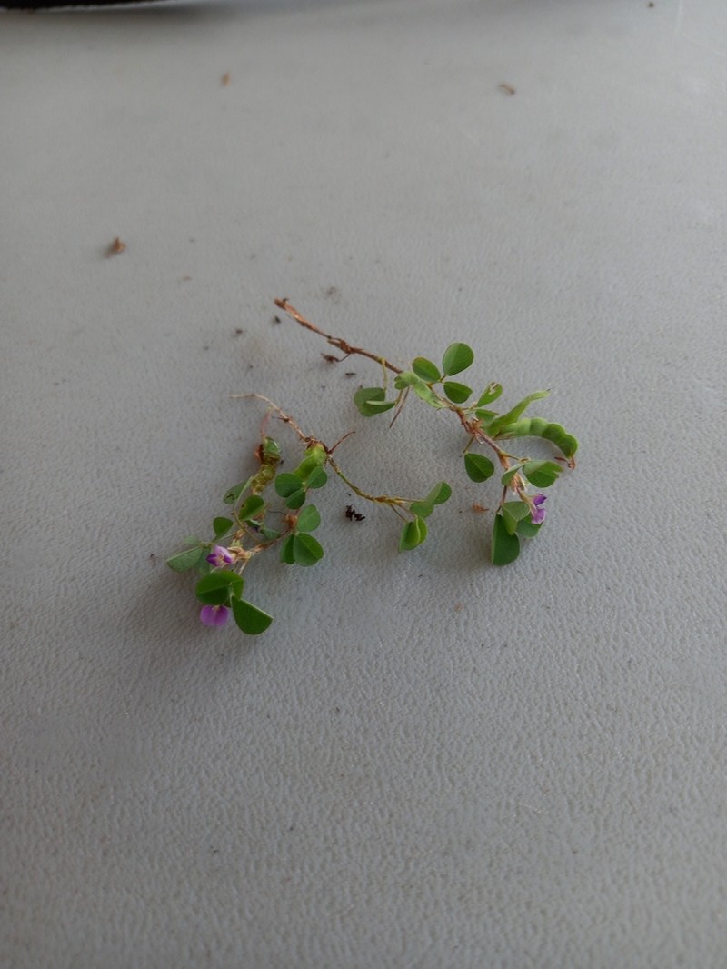 Threeflower Ticktrefoil photo 6